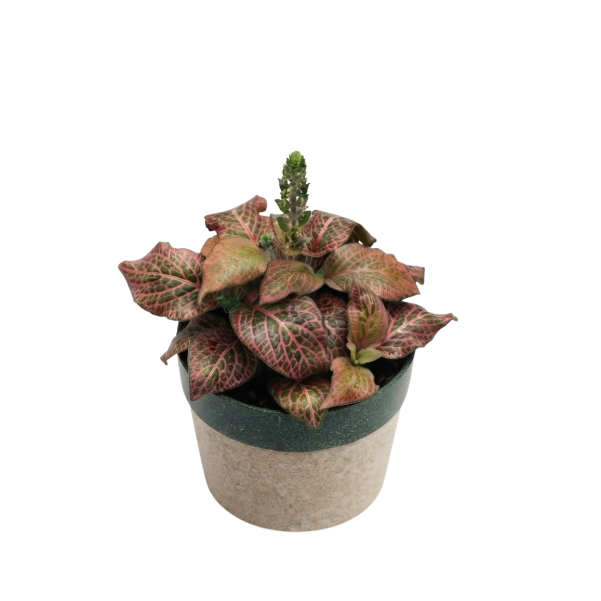 Fittonia Greengrapesstudios