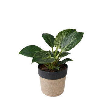 Philodendron Xanadu Greengrapesstudios