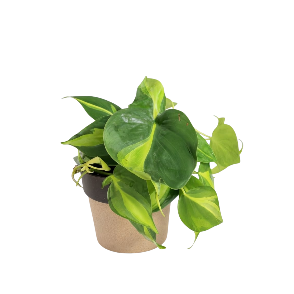 Philodendron Brasil Greengrapesstudios