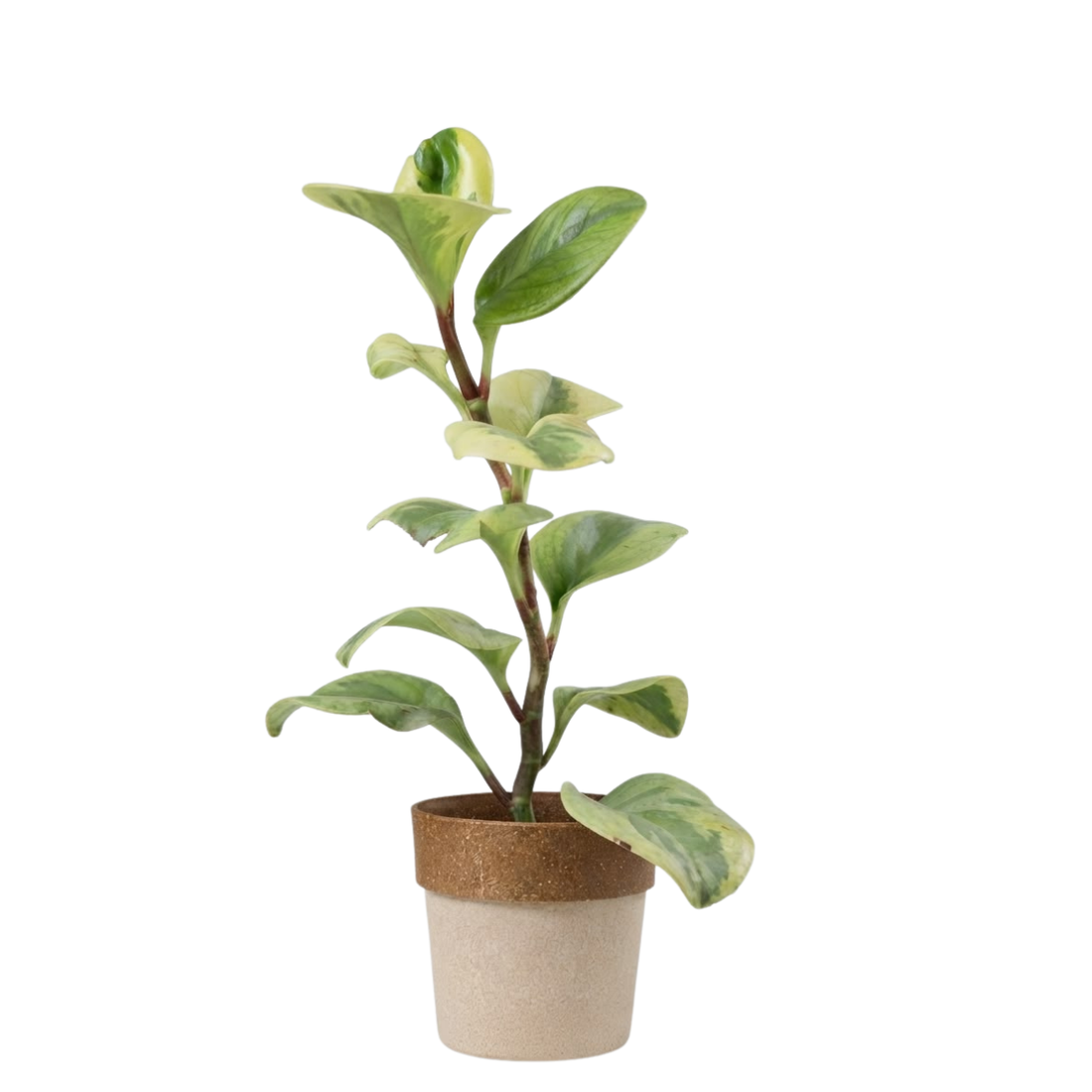 peperomia variegated Greengrapesstudios