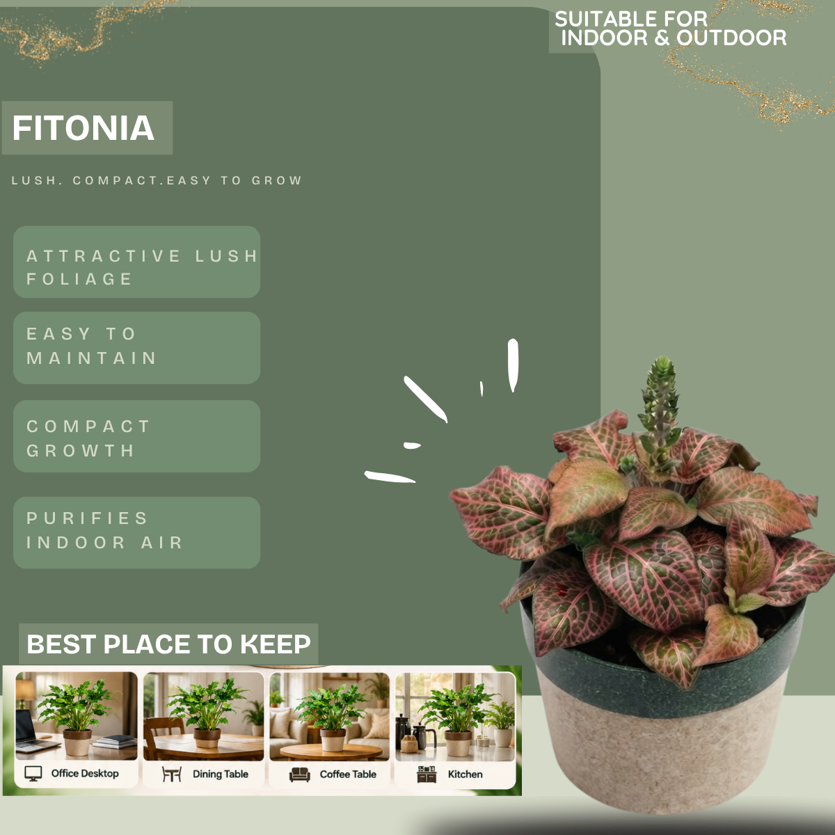 Fittonia Greengrapesstudios