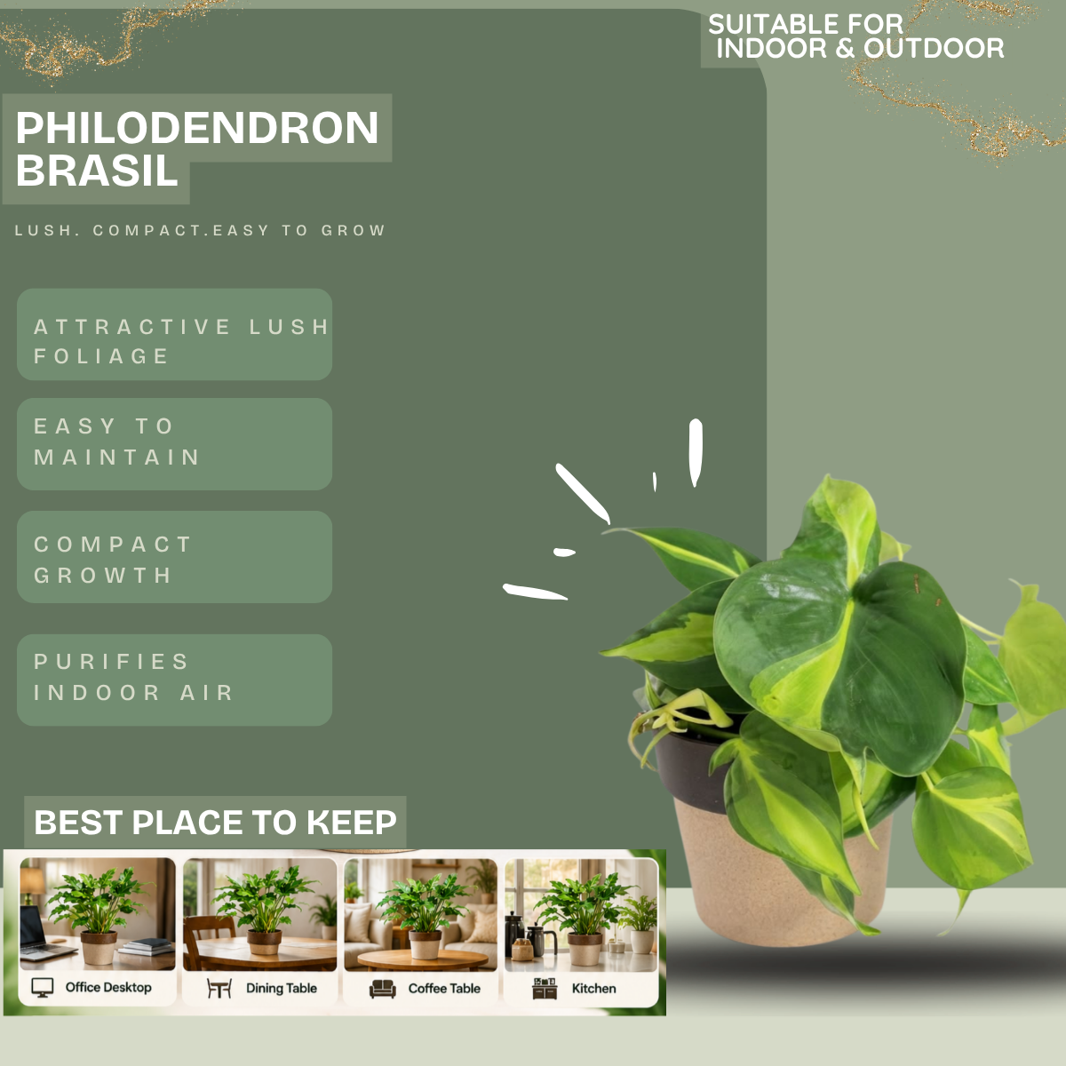 Philodendron Brasil Greengrapesstudios