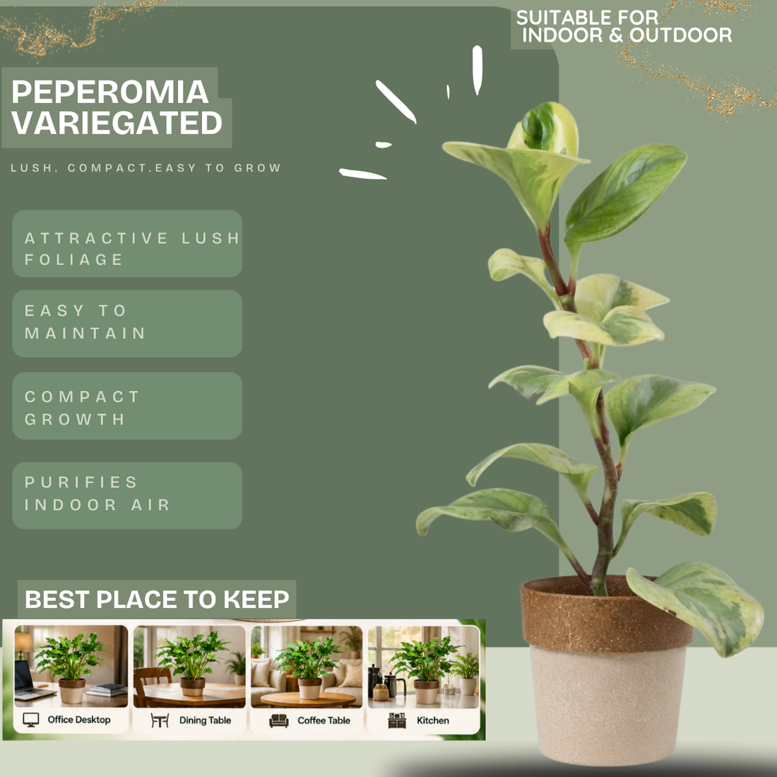 peperomia variegated Greengrapesstudios