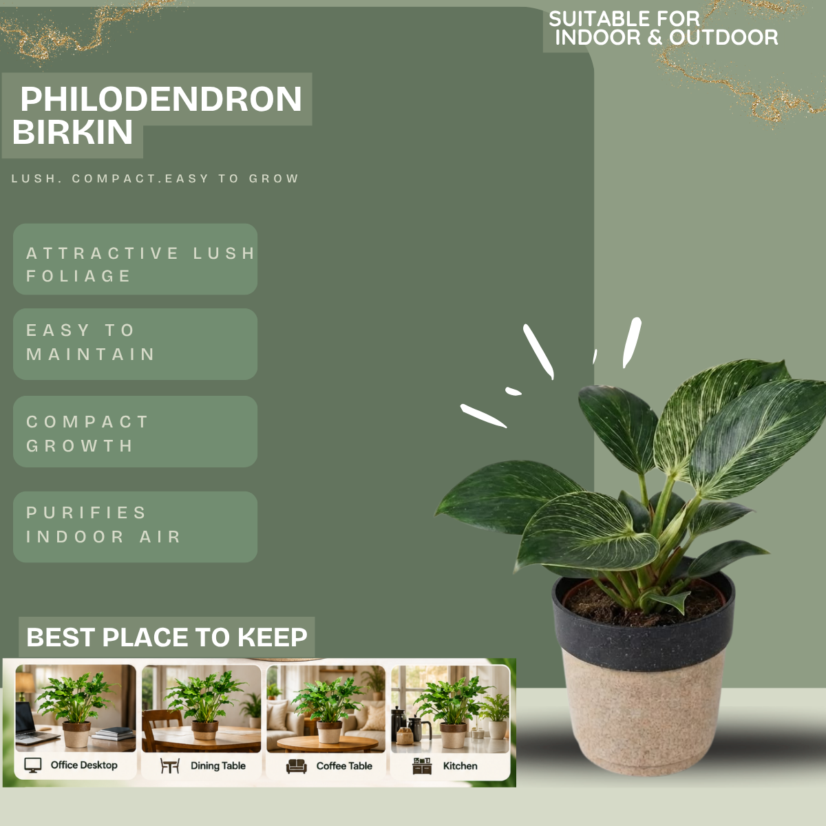 Philodendron Xanadu Greengrapesstudios