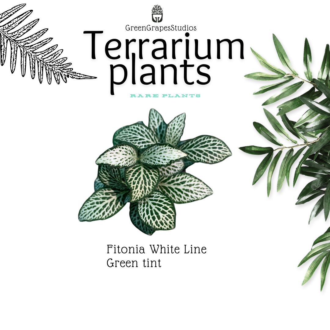 Fitonia White line green tint