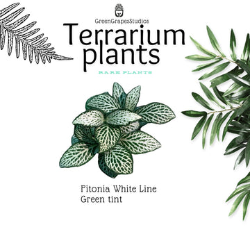 Fitonia White line green tint