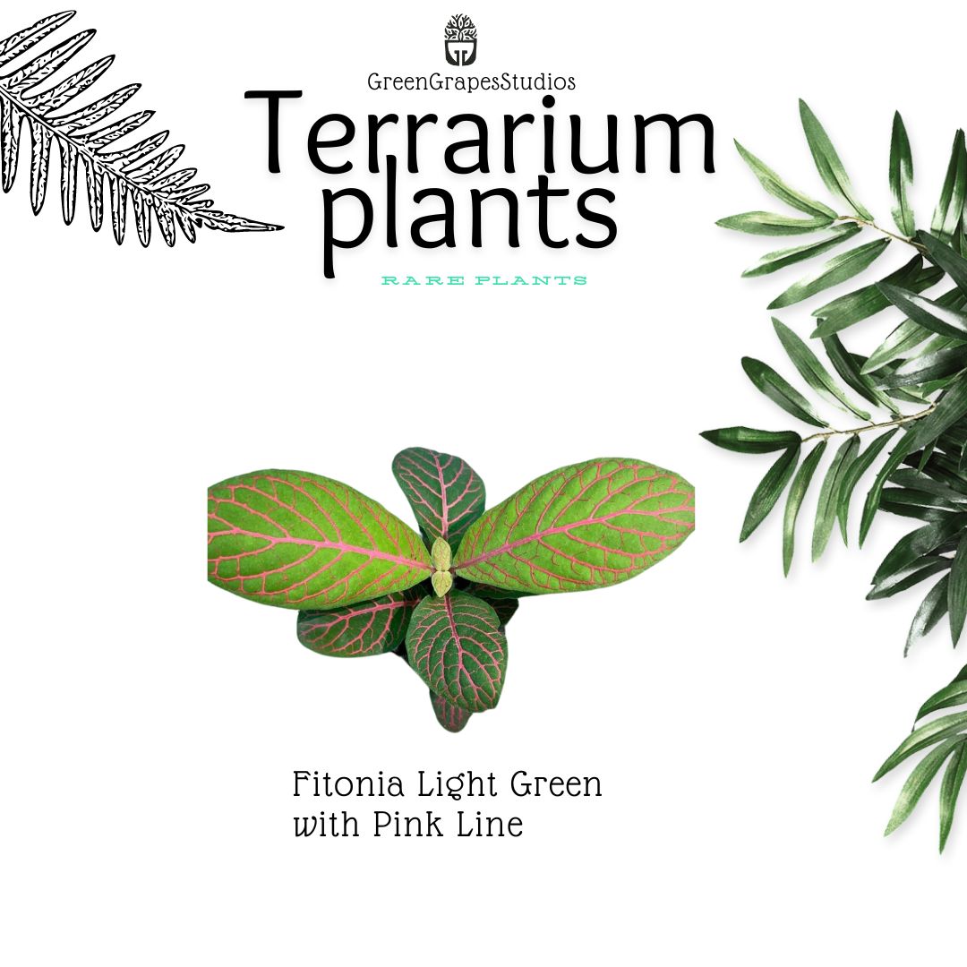 Fitonia light green with pink line