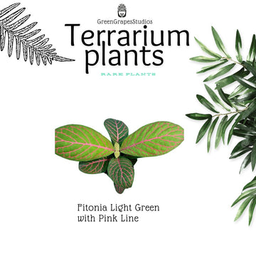 Fitonia light green with pink line