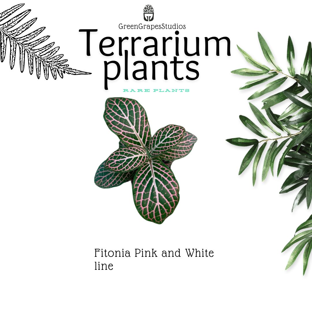 Fitonia pink with white line Greengrapesstudios
