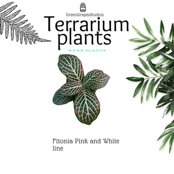 Fitonia pink with white line Greengrapesstudios