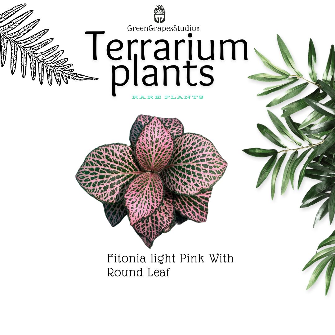 Fitonia light pink round leaf
