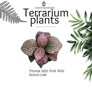 Fitonia light pink round leaf