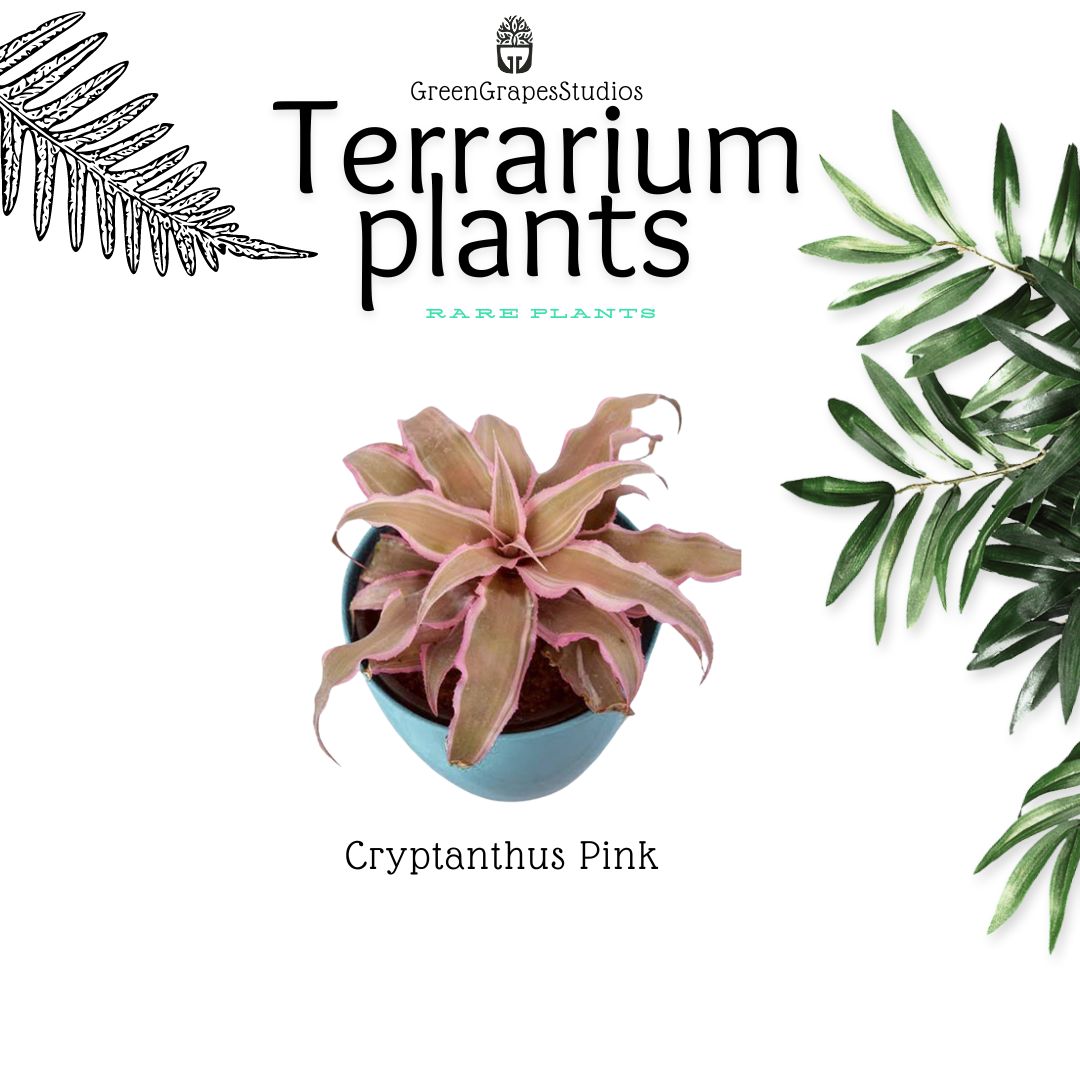 Cryptantus Pink