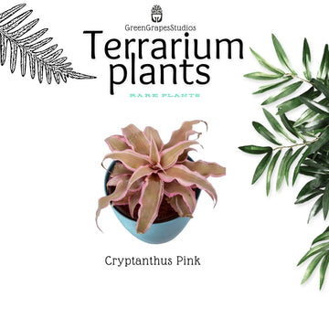 Cryptantus Pink