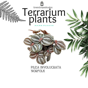 Pilea Involucrata Norgfolk Greengrapesstudios