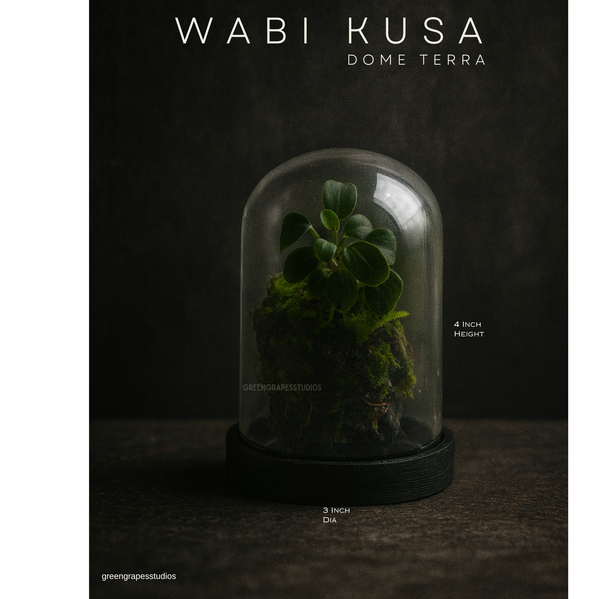 Wabi-Kusa Dome Terrarium | Self-Sustaining Mini Ecosystem with Natural Moss & Aquatic Plants Low Maintenance Glass Terrarium for Home & Office Décor | Perfect Eco-Friendly Gift Greengrapesstudios