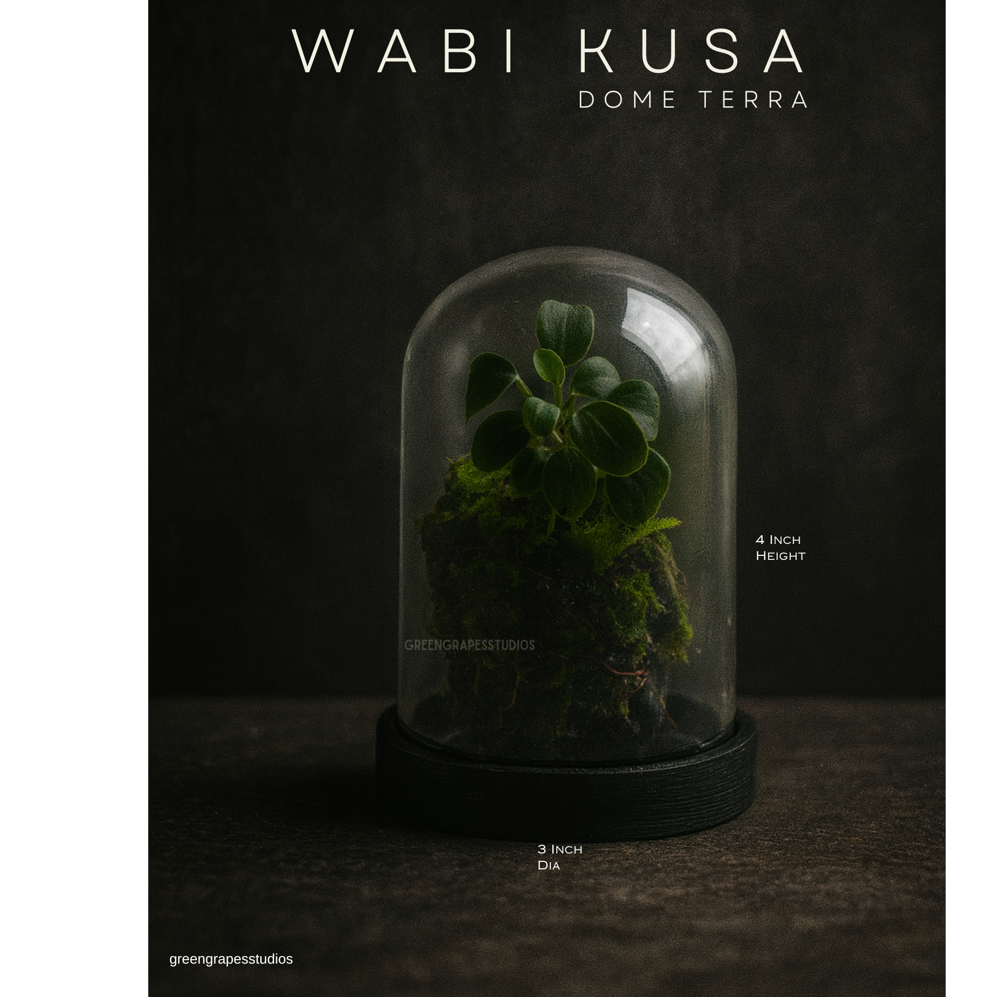 Wabi-Kusa Dome Terrarium | Self-Sustaining Mini Ecosystem with Natural Moss & Aquatic Plants Low Maintenance Glass Terrarium for Home & Office Décor | Perfect Eco-Friendly Gift Greengrapesstudios