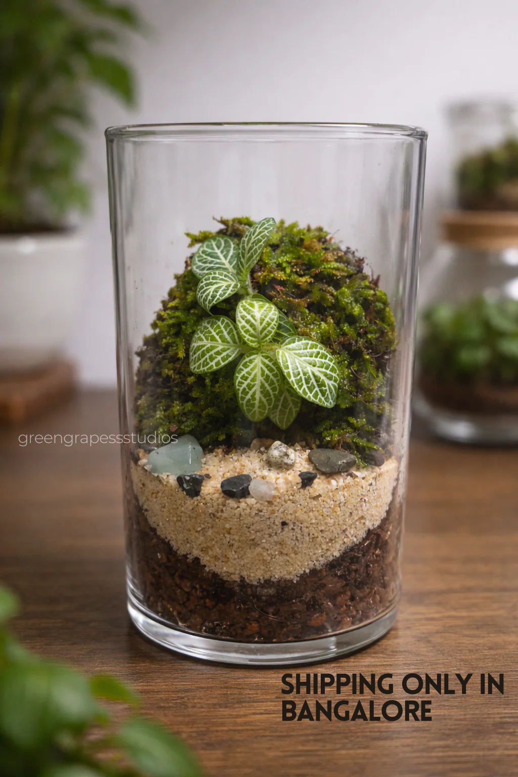 Cylindrical Terrarium C001 Greengrapesstudios
