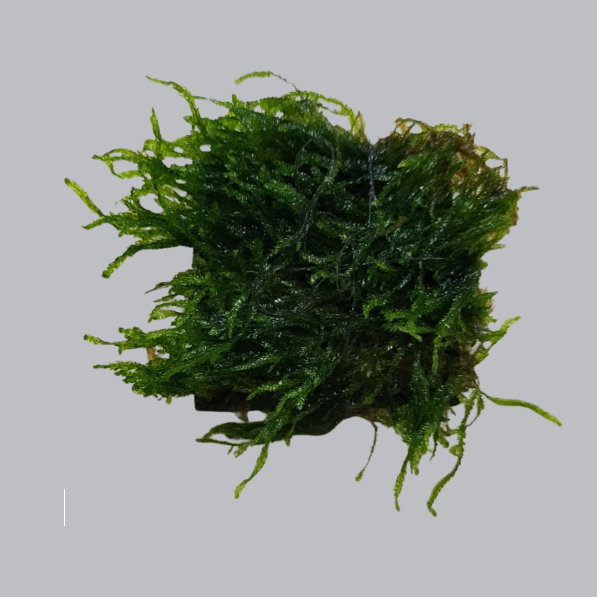 Flame Moss Live Aquarium Plant (Taxiphyllin sp.)