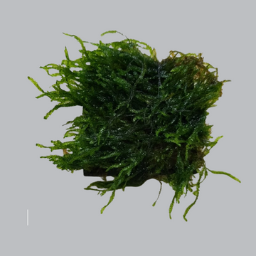 Flame Moss Live Aquarium Plant (Taxiphyllin sp.)