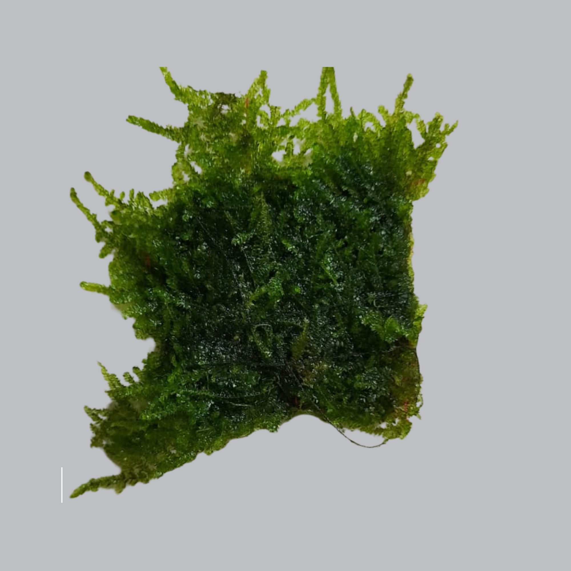 Taiwan moss