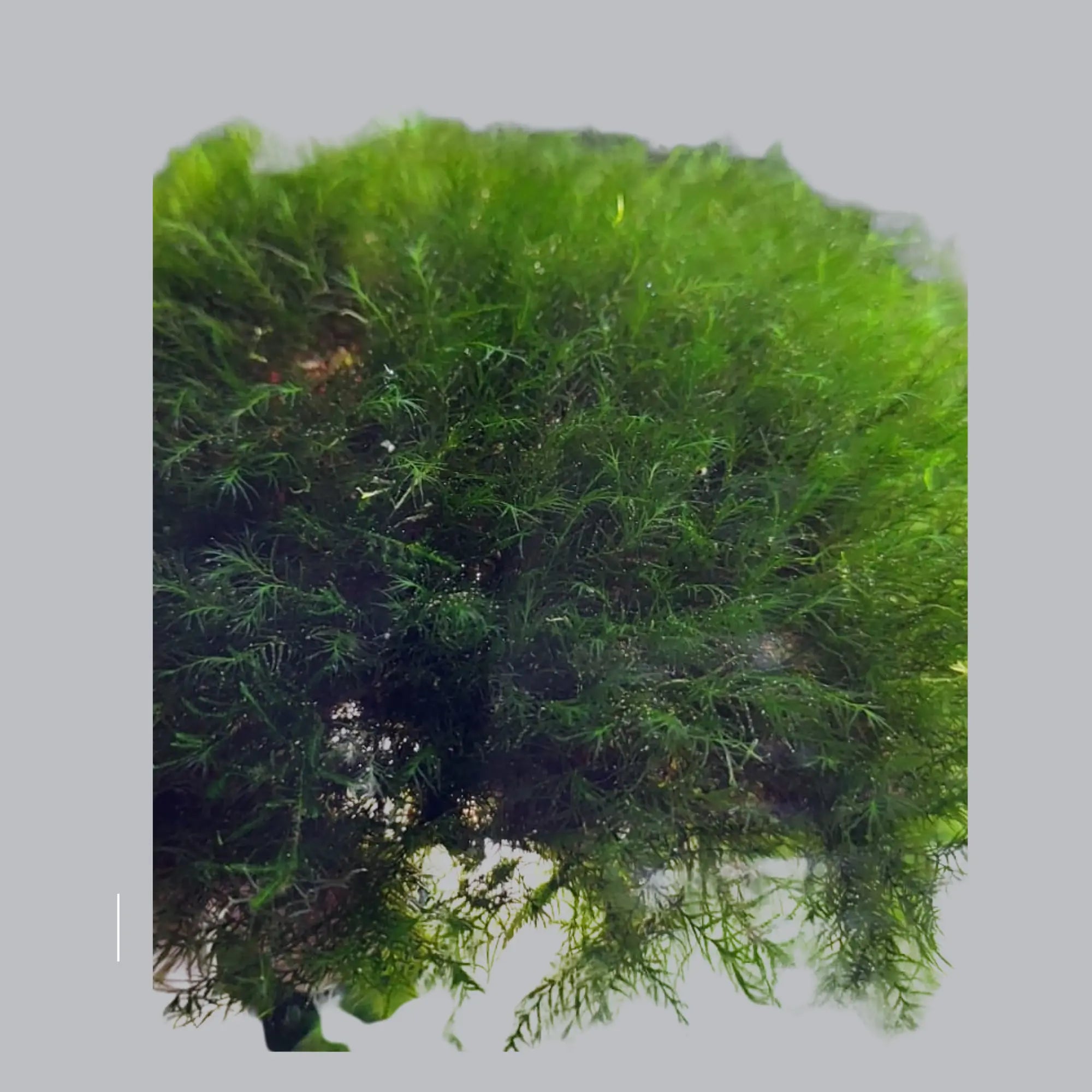 Fissidens fontanus Greengrapesstudios