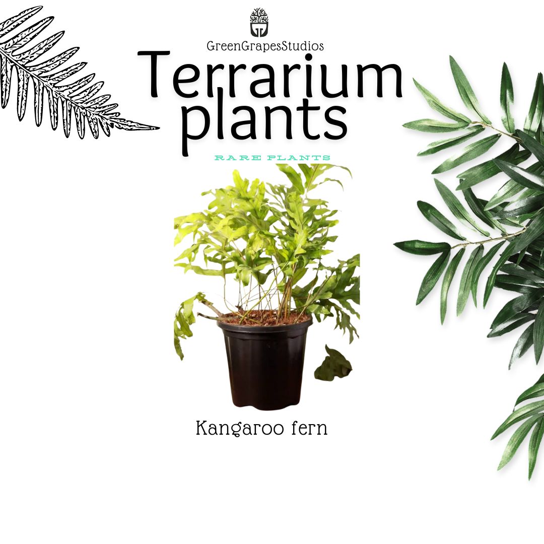 Kangaroo Fern