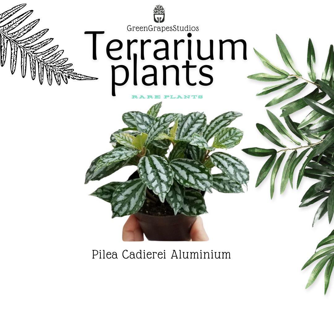 Pilea Cadierei Aluminium Greengrapesstudios