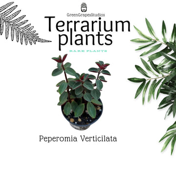 Peperomia Verticilata