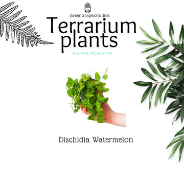 Dischidia Watermelon Greengrapesstudios
