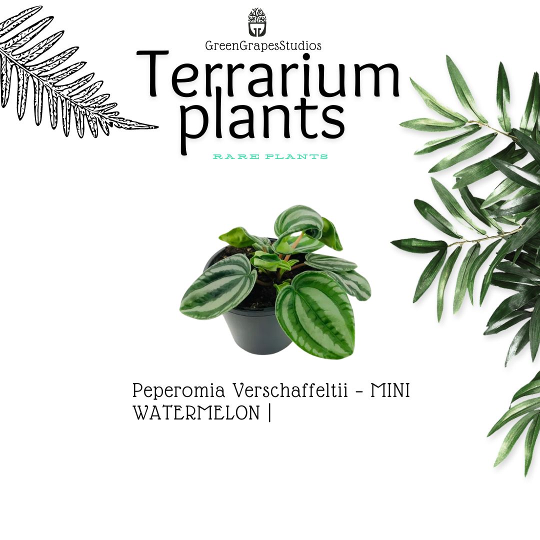 Peperomia Verschaffeltii