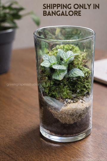Cylindrical Terrarium (5 Inch)