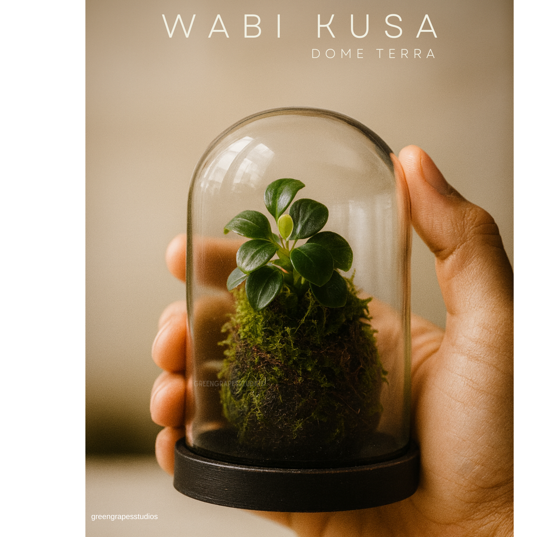 Wabi-Kusa Dome Terrarium | Self-Sustaining Mini Ecosystem with Natural Moss & Aquatic Plants Low Maintenance Glass Terrarium for Home & Office Décor | Perfect Eco-Friendly Gift