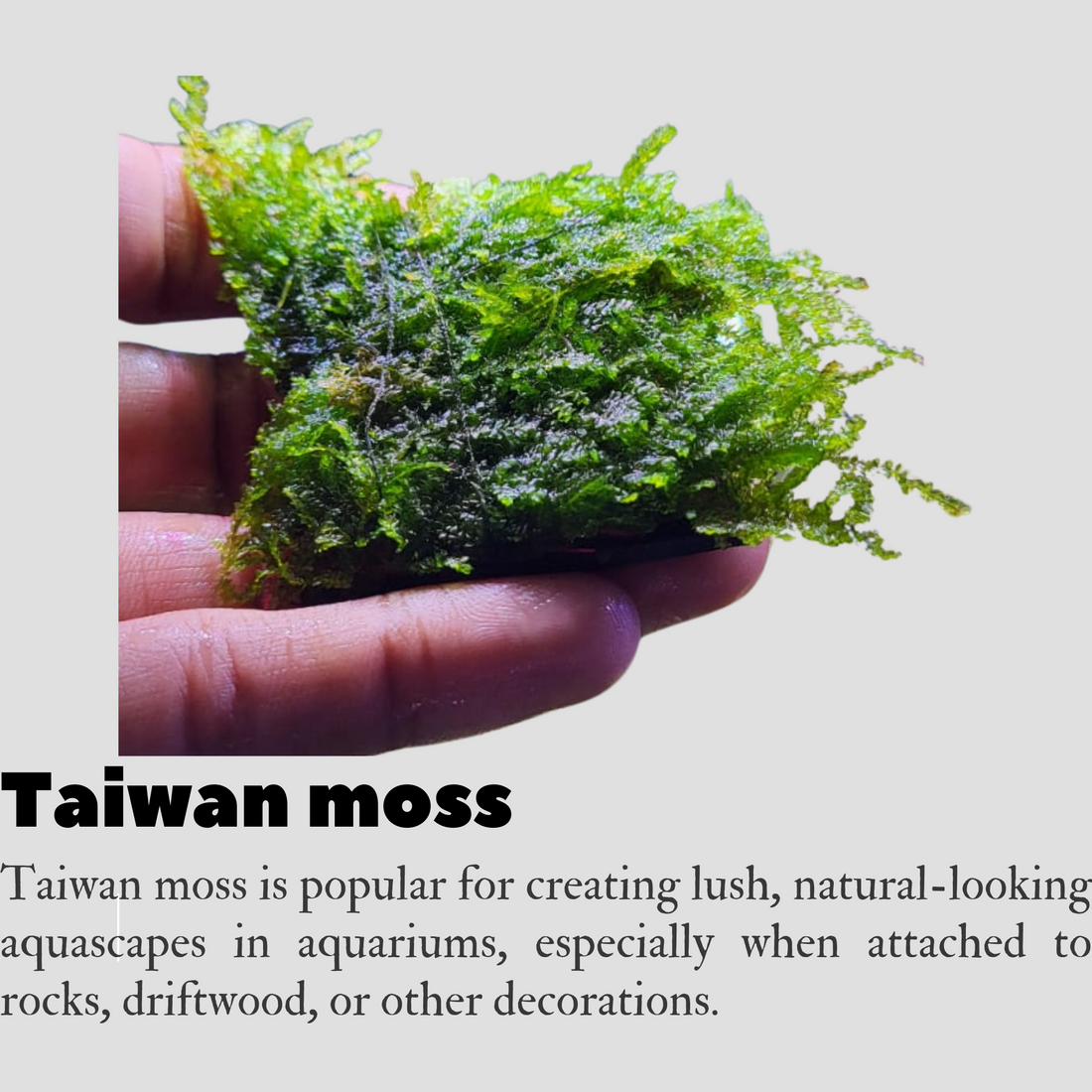 Taiwan moss