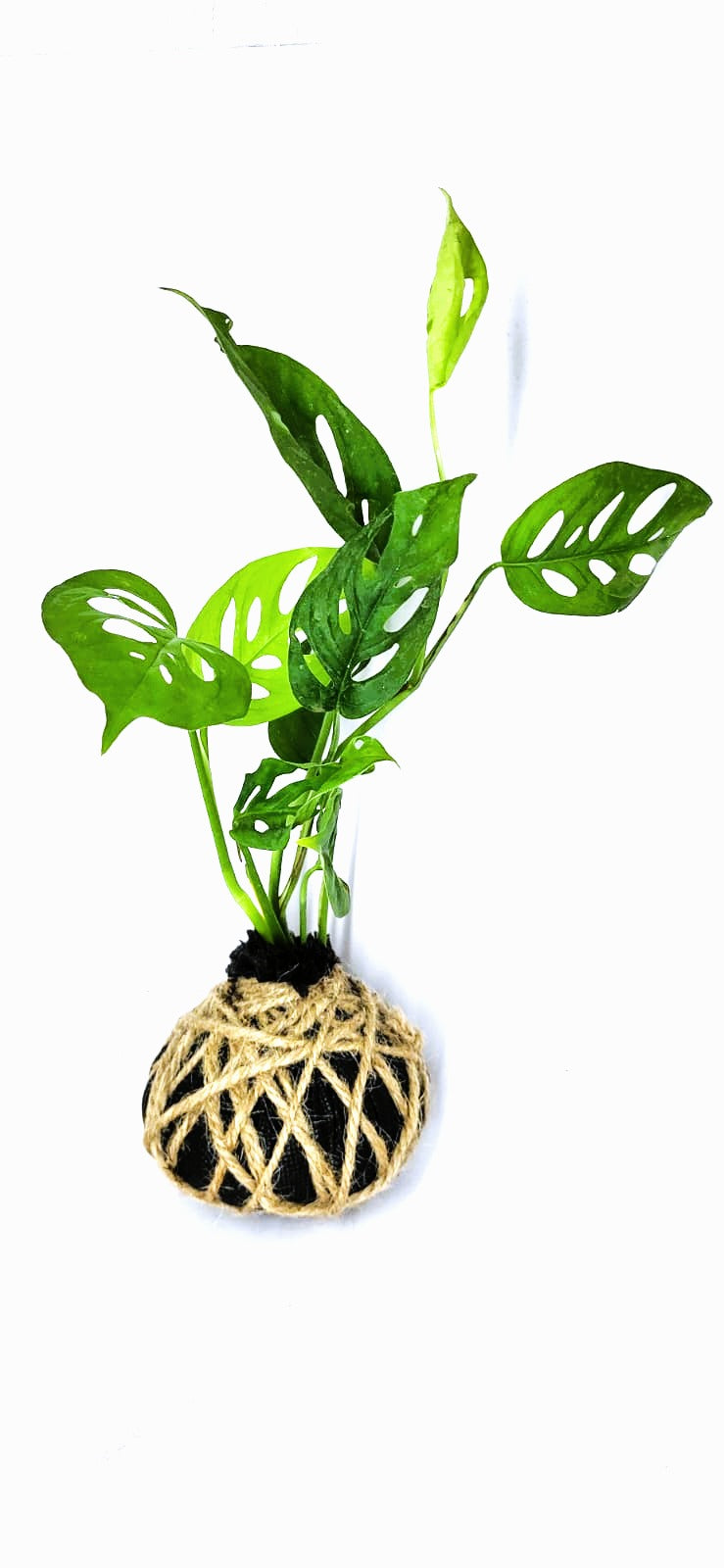 Broken Heart Kokedama