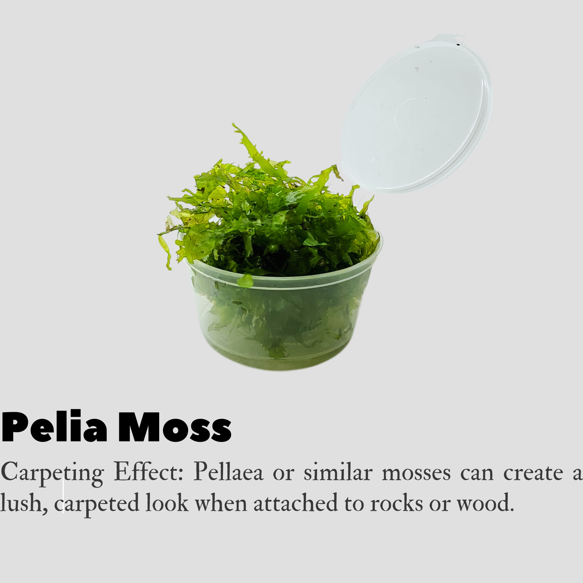 Pelia Moss