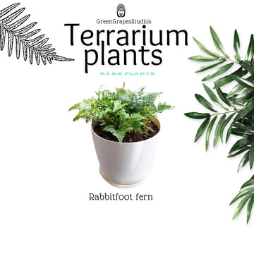 Rabbit Foot Fern