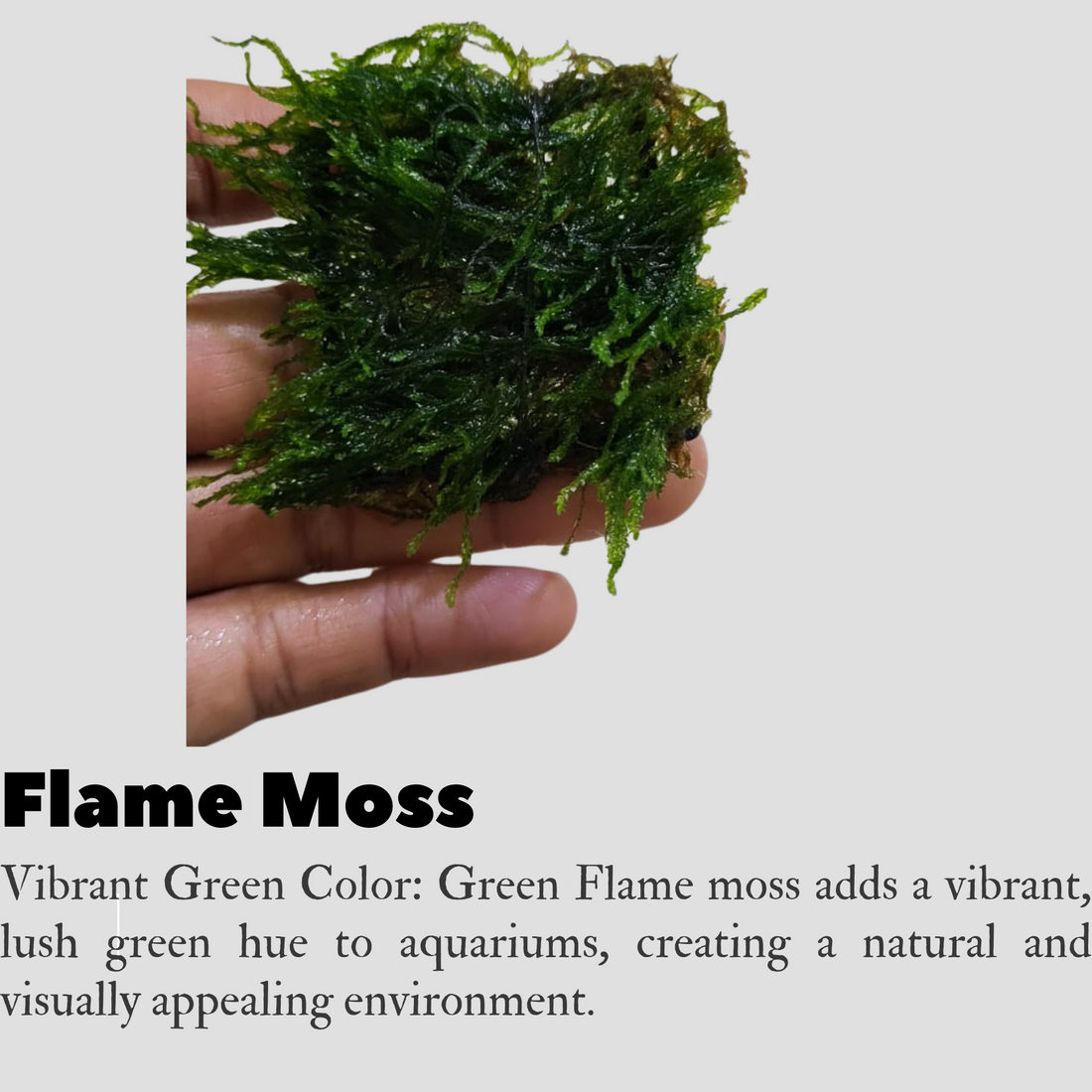 Flame Moss Live Aquarium Plant (Taxiphyllin sp.)