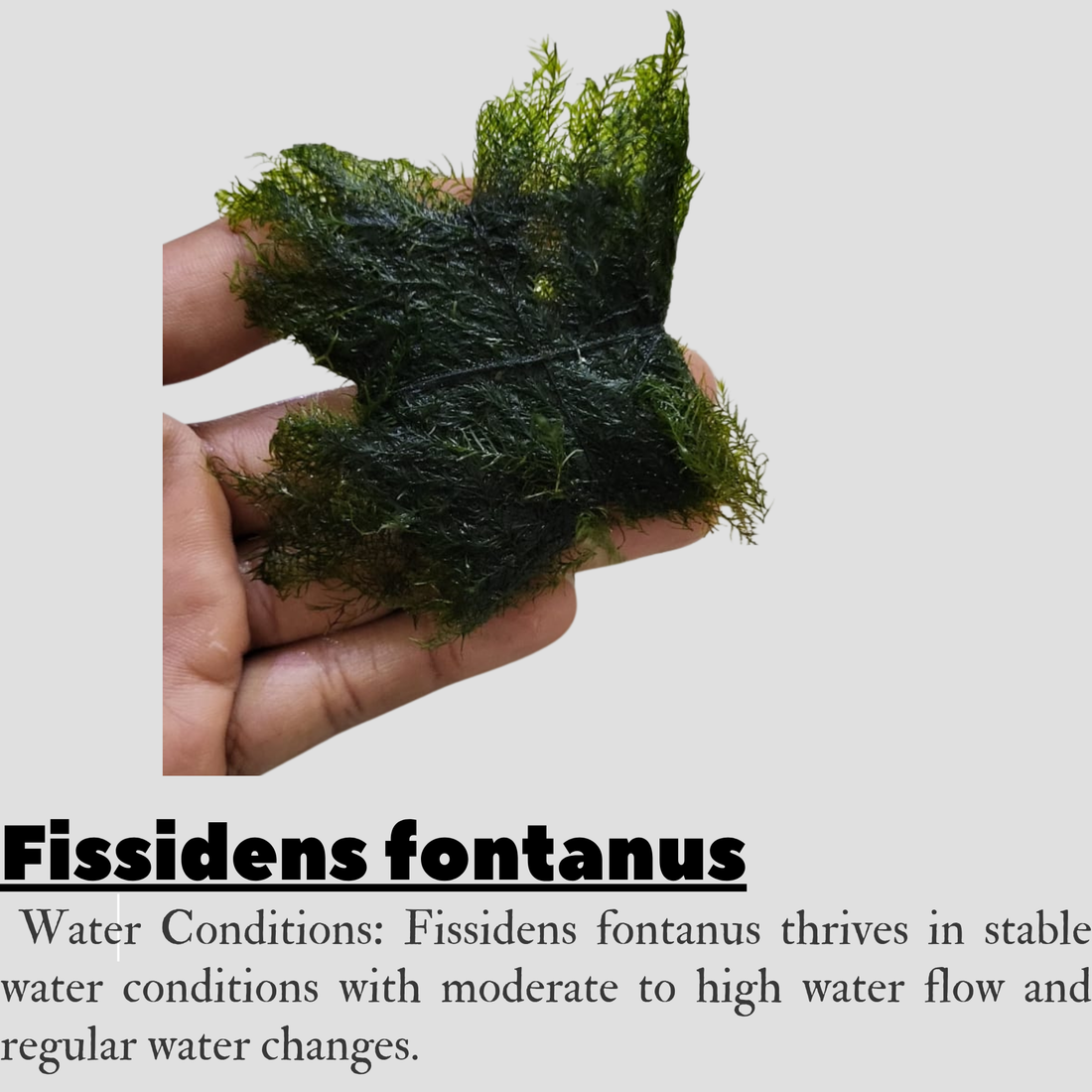Fissidens fontanus