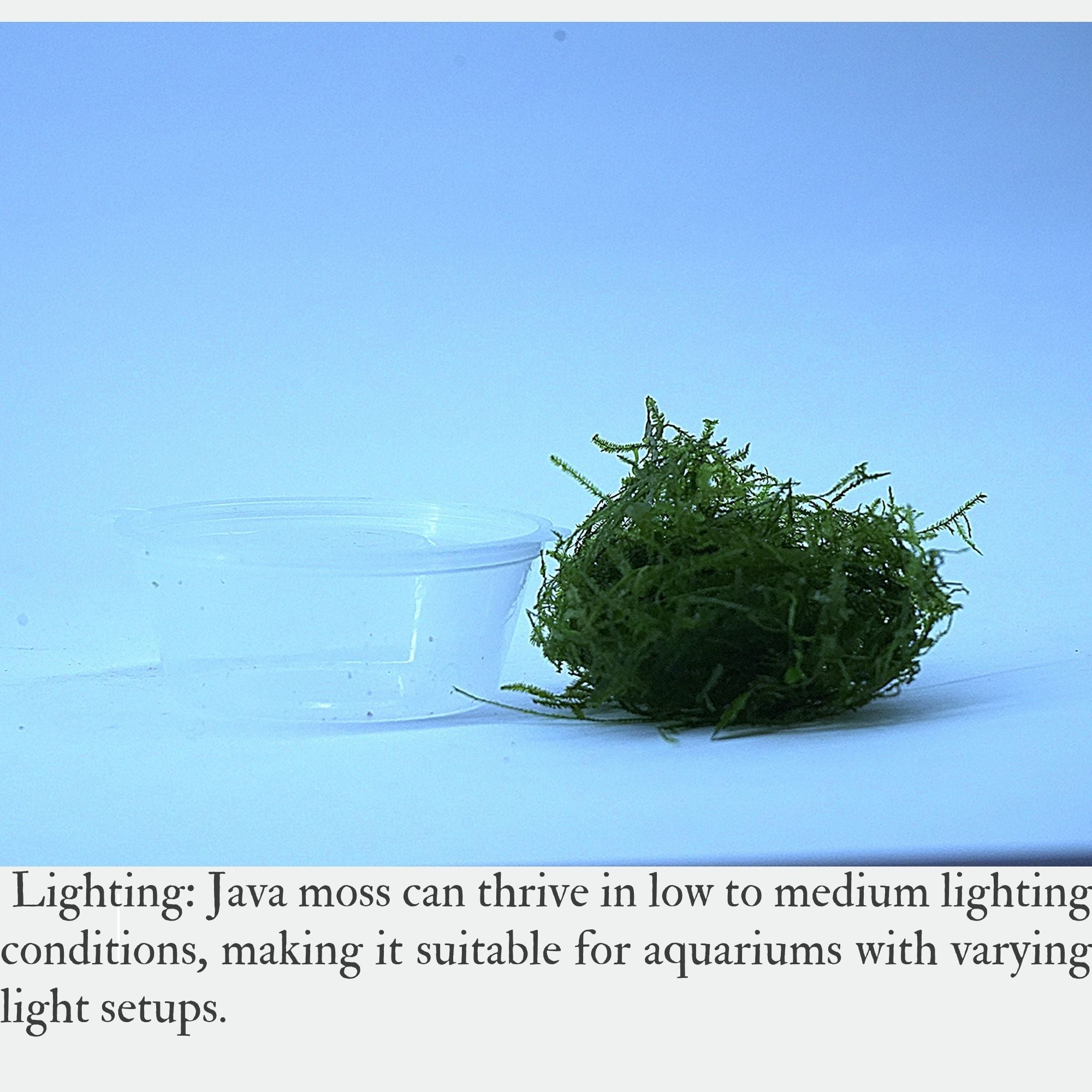 Java moss