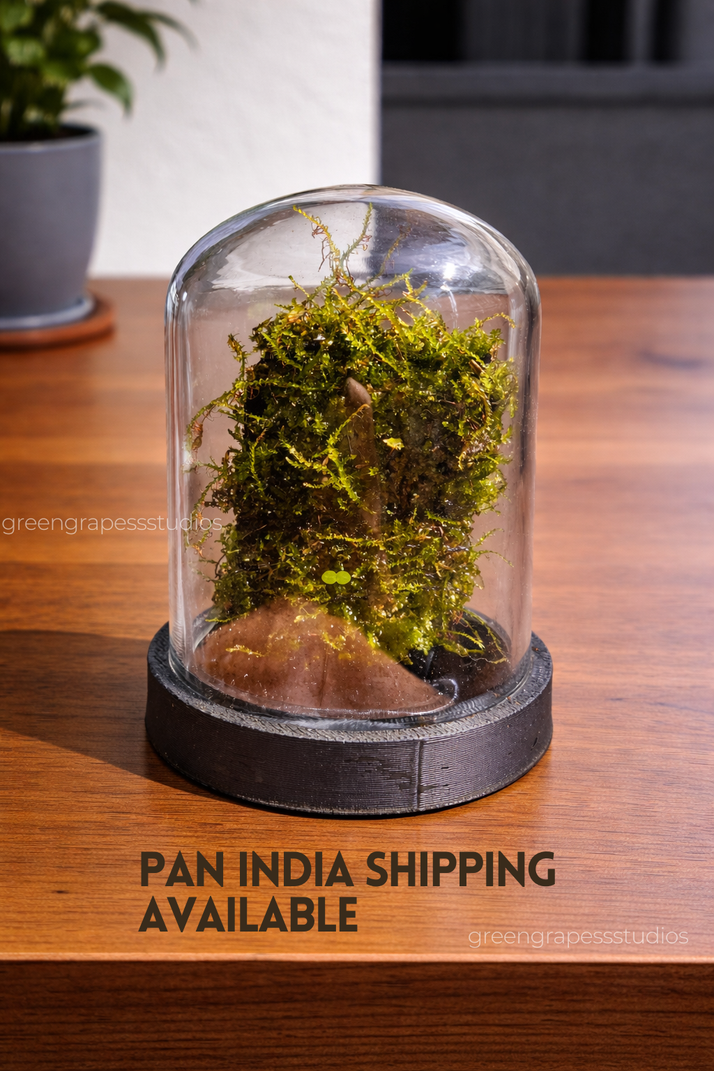 Mini Dome Terrarium (3 Inch) Greengrapesstudios
