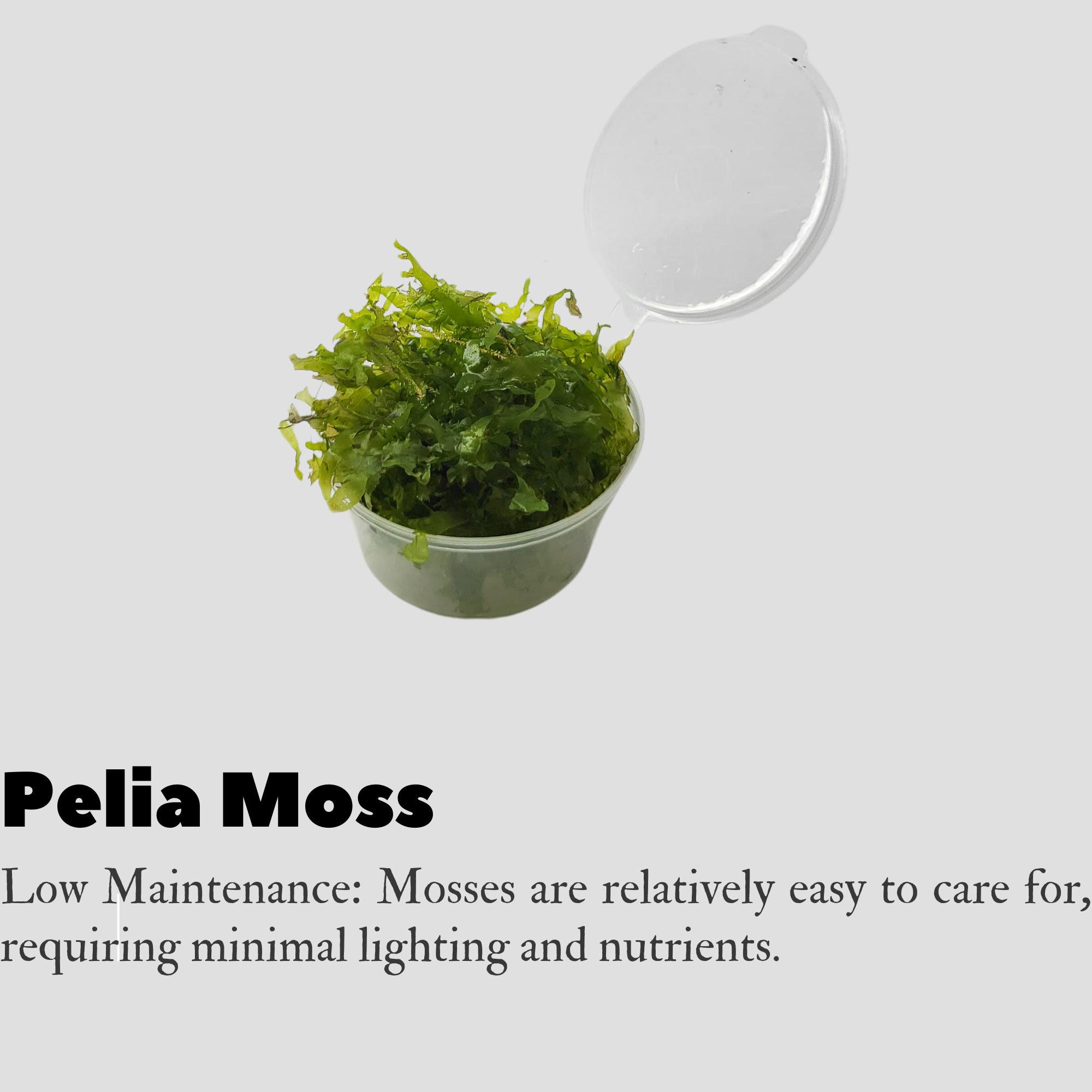 Pelia Moss
