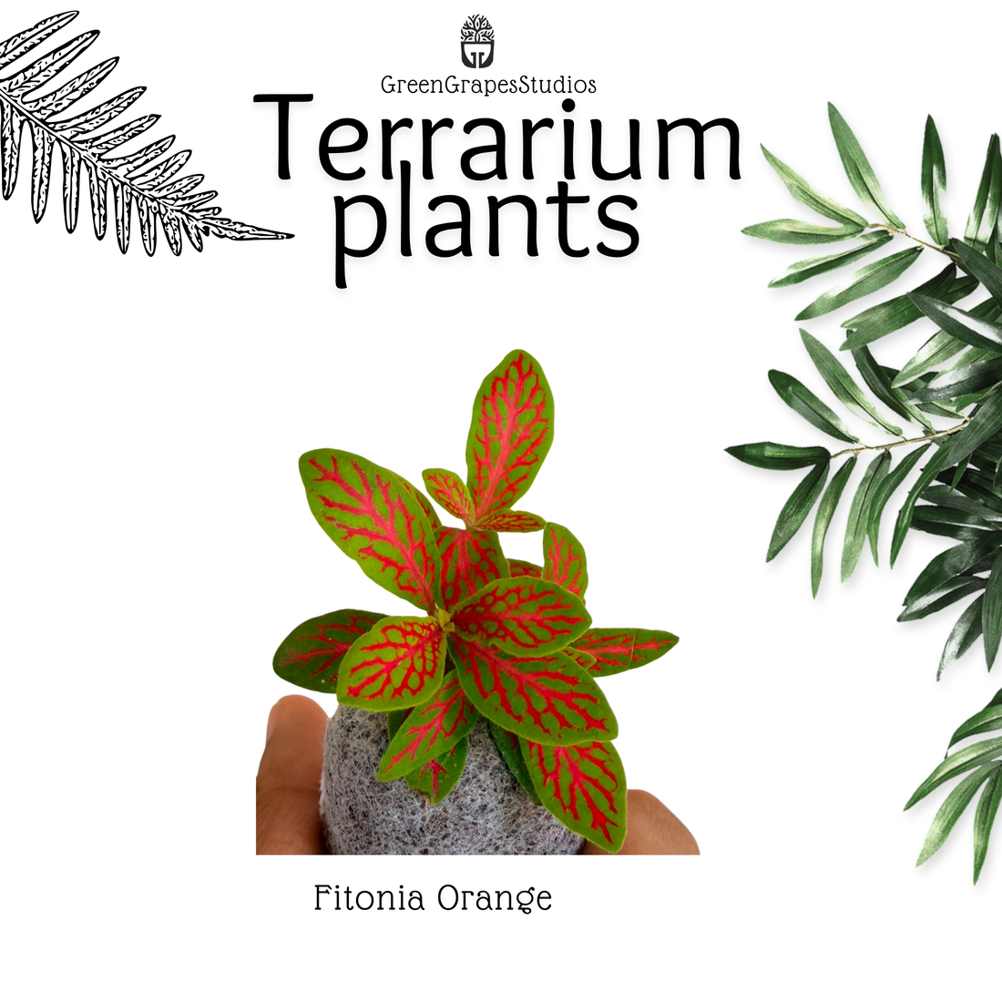 Fittonia Orange Greengrapesstudios