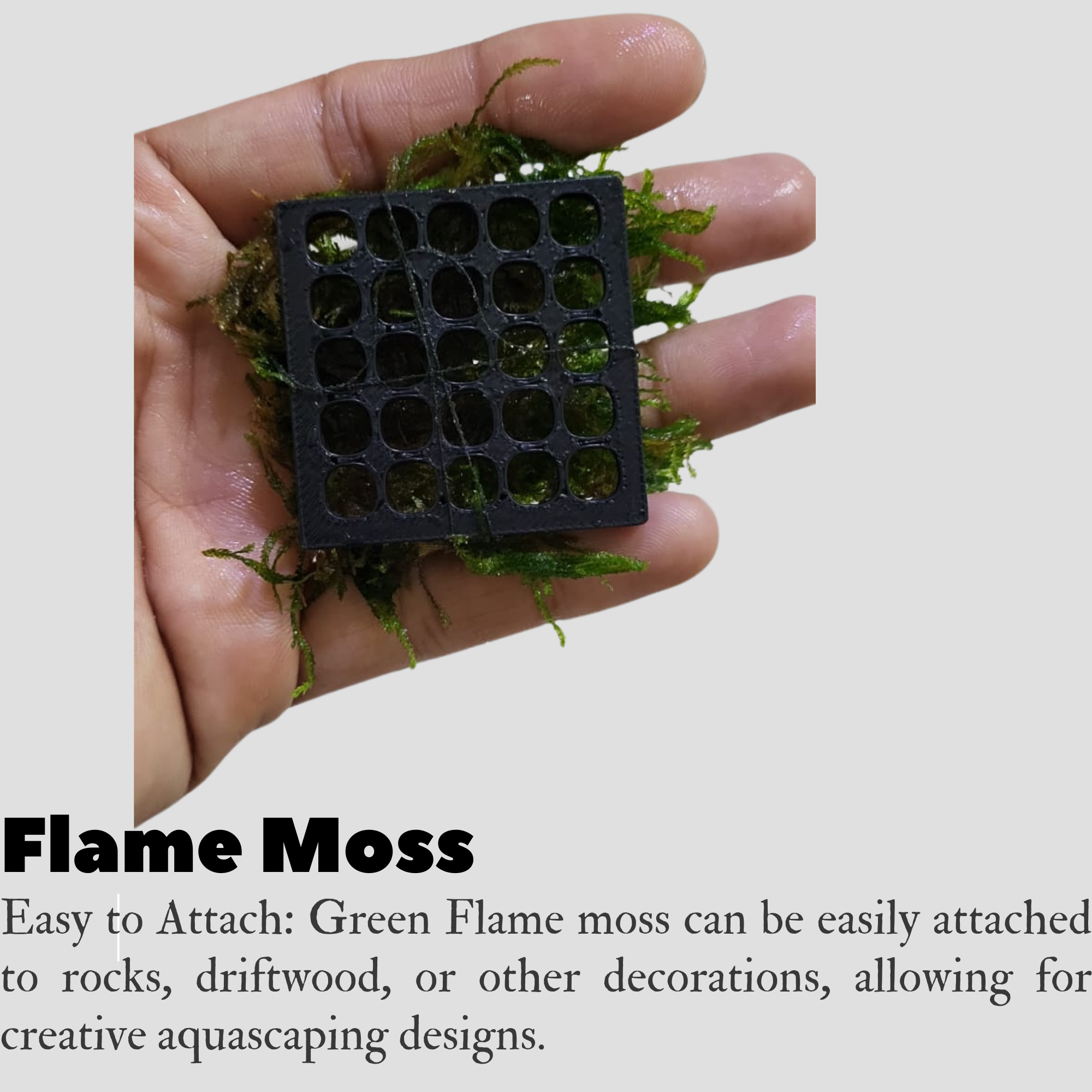 Flame Moss Live Aquarium Plant (Taxiphyllin sp.)