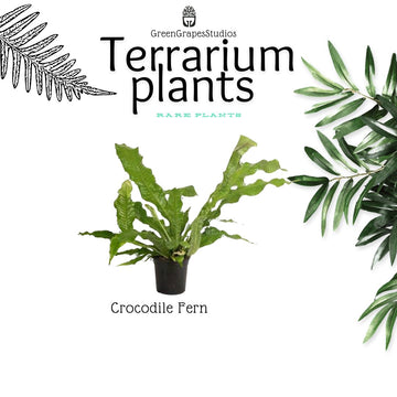 Crocodile Fern
