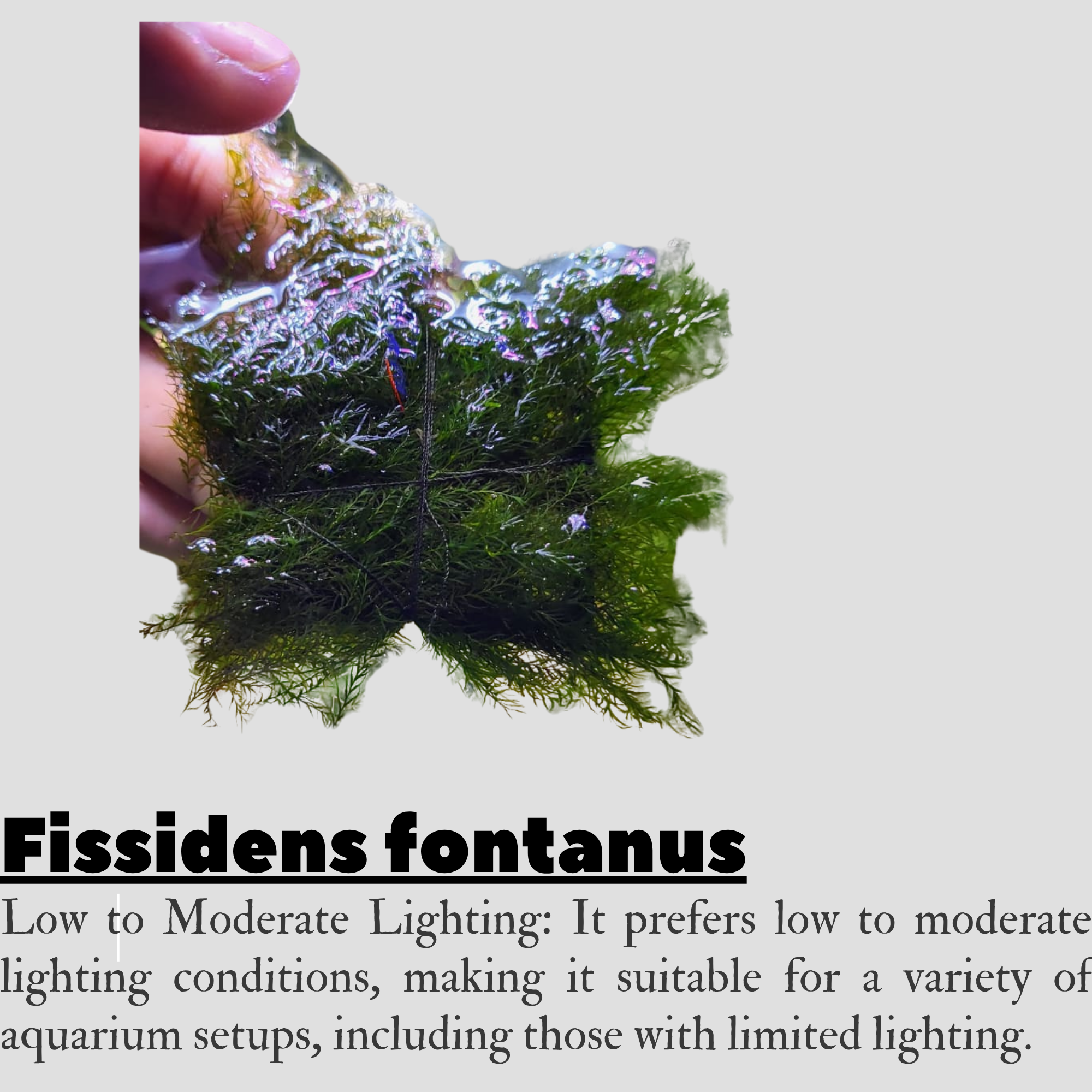 Fissidens fontanus Greengrapesstudios