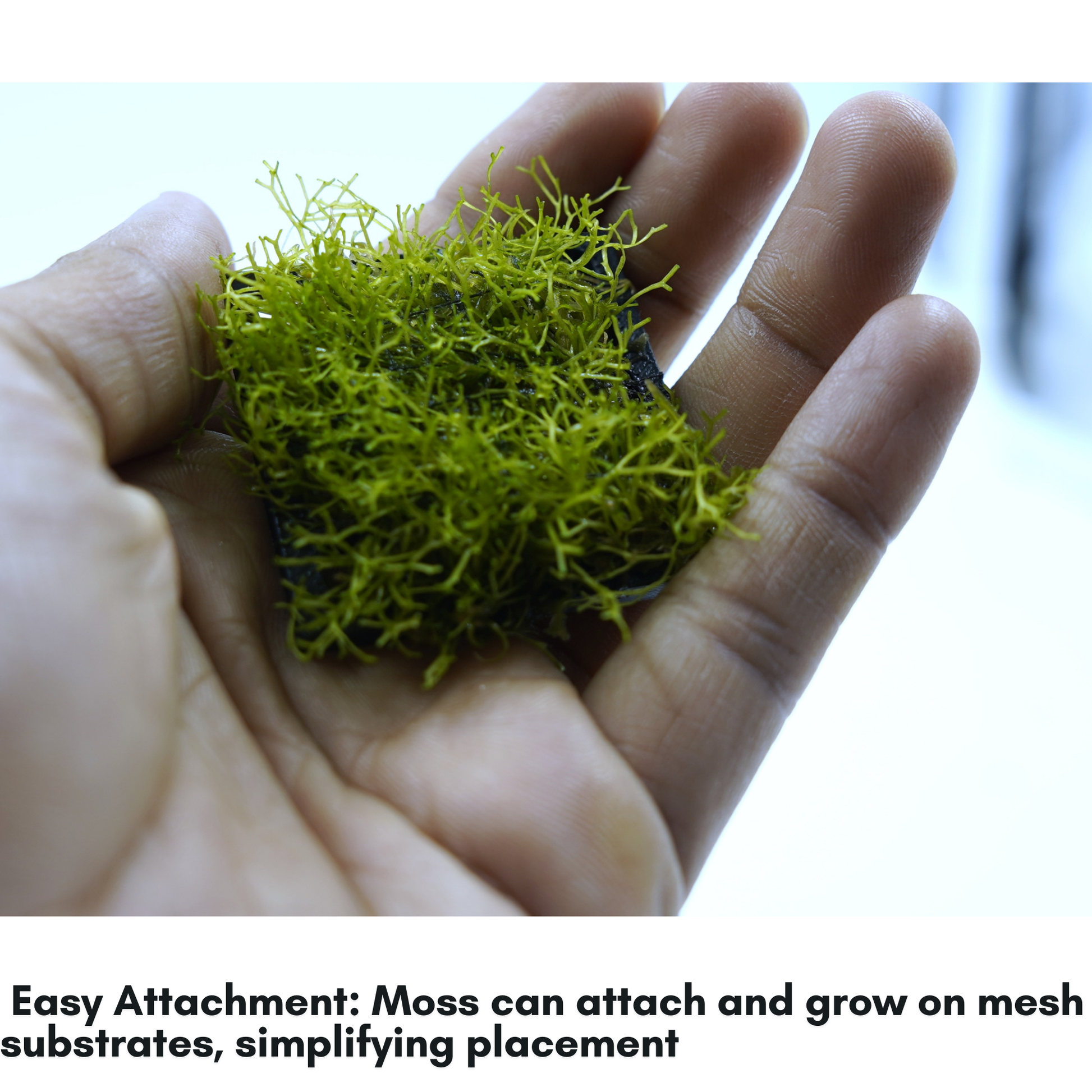 Moss Attach/moss holder Greengrapesstudios