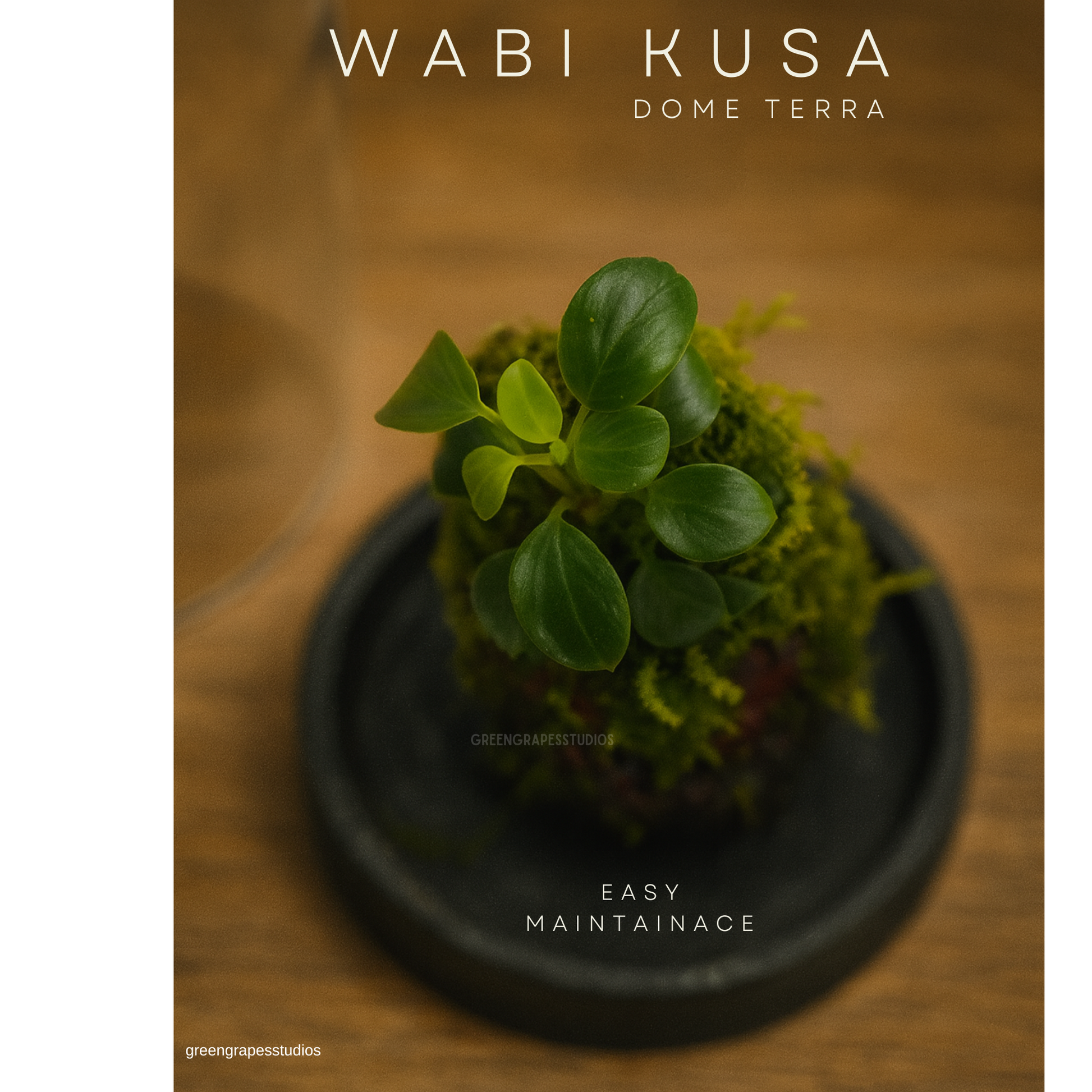 Wabi-Kusa Dome Terrarium | Self-Sustaining Mini Ecosystem with Natural Moss & Aquatic Plants Low Maintenance Glass Terrarium for Home & Office Décor | Perfect Eco-Friendly Gift Greengrapesstudios