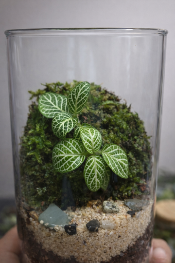 Cylindrical Terrarium C001