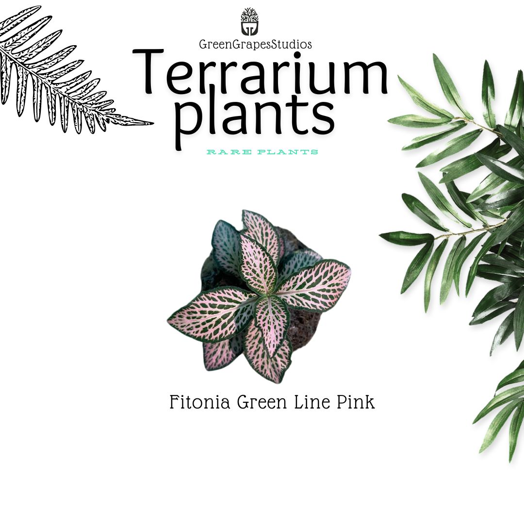 Fitonia Green line pink